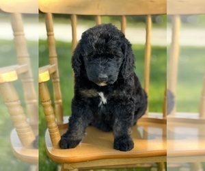 Goldendoodle Puppy for sale in MARYVILLE, MO, USA