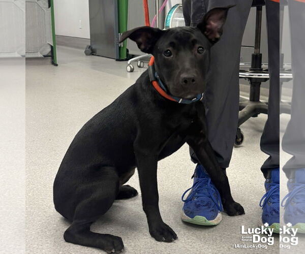 Medium Photo #1 Labrador Retriever-Unknown Mix Puppy For Sale in Washington, DC, USA