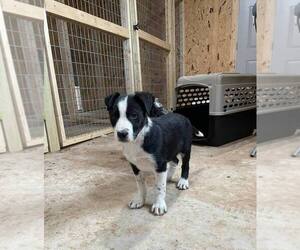 Border Collie Puppy for sale in MOUNTAIN HOME, AR, USA