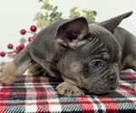 Small Photo #18 French Bulldog Puppy For Sale in GOSHEN, IN, USA
