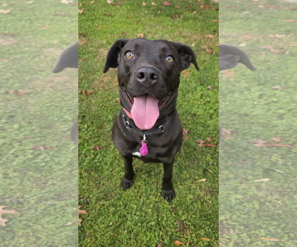 Medium Photo #8 Mutt Puppy For Sale in Rockaway, NJ, USA