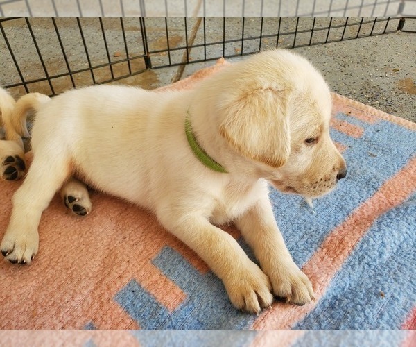 Medium Photo #21 Labrador Retriever Puppy For Sale in WATERFORD, WI, USA