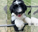 Small Photo #2 Bernedoodle Puppy For Sale in FLEMINGTON, NJ, USA