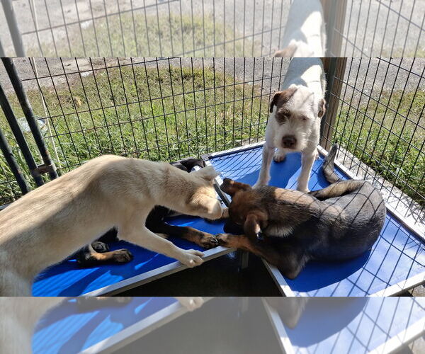 Medium Photo #6 Mutt Puppy For Sale in Sebec, ME, USA