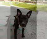 Small #5 Labrador Retriever Mix
