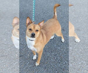 Mutt Dogs for adoption in Oakhurst, NJ, USA