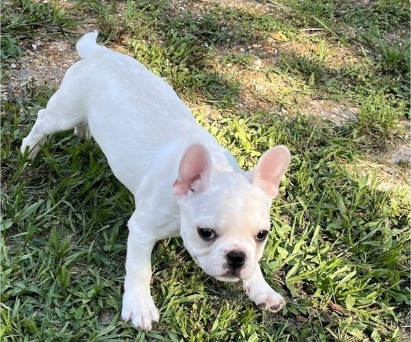 Medium Photo #3 French Bulldog Puppy For Sale in AVON PARK, FL, USA