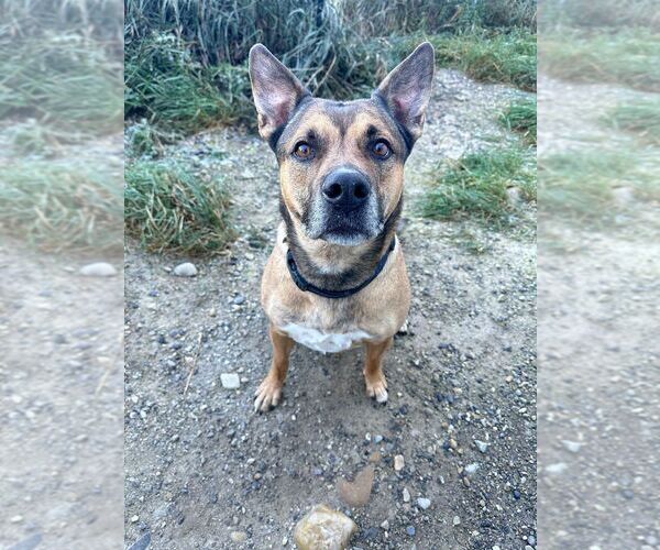 Medium Photo #3 Mutt Puppy For Sale in Calgary, Alberta, Canada