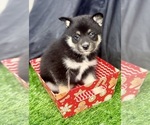 Small Photo #28 Pomsky-Shiba Inu Mix Puppy For Sale in NASHUA, NH, USA