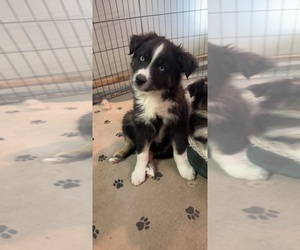 Border-Aussie Puppy for sale in NASHVILLE, TN, USA