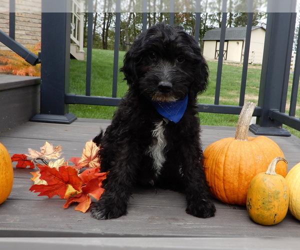 Medium Photo #4 Sheepadoodle Puppy For Sale in MILLERSBURG, OH, USA