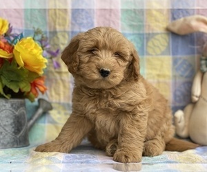 Goldendoodle (Miniature) Puppy for sale in LANCASTER, PA, USA