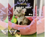 Small Photo #2 French Bulldog Puppy For Sale in CHARLESTON, SC, USA