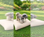 Chloe Marie - Female Shih Tzu Dog for Adoption - Small photo