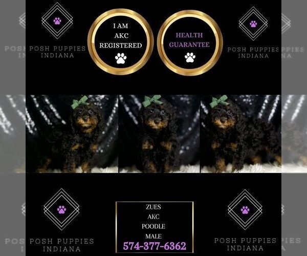 Medium Photo #13 Poodle (Toy) Puppy For Sale in WARSAW, IN, USA