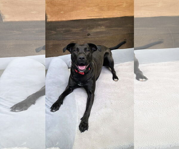 Medium Photo #4 Mutt Puppy For Sale in Rockaway, NJ, USA