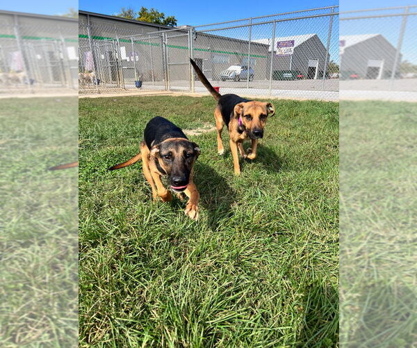 Medium Photo #4 German Shepherd Dog-Unknown Mix Puppy For Sale in Pierceton , IN, USA