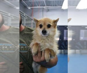 Pomeranian-Unknown Mix Dogs for adoption in Calgary, Alberta, Canada