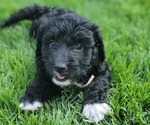 Small Photo #6 Bernedoodle Puppy For Sale in WEST SALEM, IL, USA