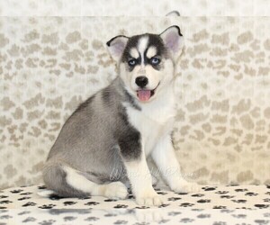 Pomsky Puppy for sale in DENVER, PA, USA
