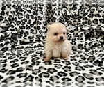 Small #15 Pomeranian