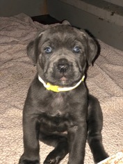 Cane Corso Puppy for sale in EASTAMPTN TWP, NJ, USA