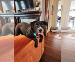 Small #3 Borador