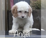 Image preview for Ad Listing. Nickname: Angel