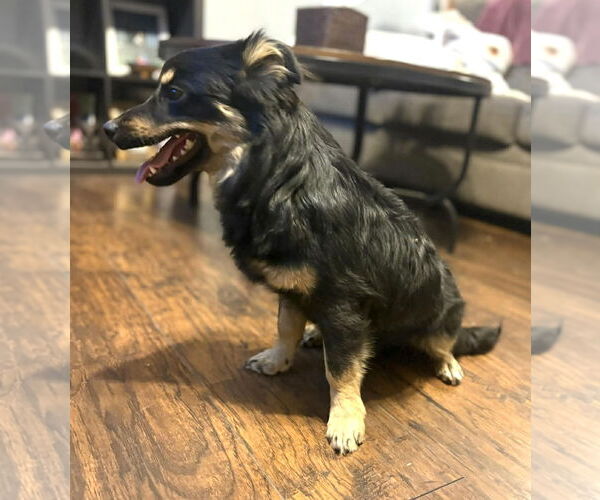 Medium Photo #4 Australian Shepherd-Unknown Mix Puppy For Sale in Grafton, WI, USA