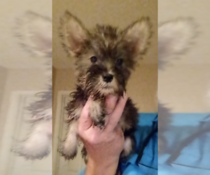 Schnauzer (Miniature) Puppy for sale in LUDOWICI, GA, USA