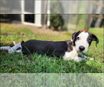 Small Photo #4 Catahoula Leopard Dog-Unknown Mix Puppy For Sale in Alexander, AR, USA