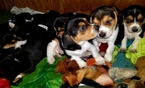 Small Photo #9 Beagle Puppy For Sale in CENTRALIA, WA, USA