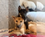 Small Shiba Inu