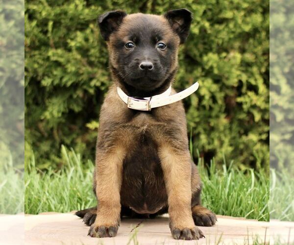 Medium Photo #3 Belgian Malinois Puppy For Sale in RONKS, PA, USA