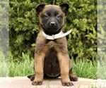 Small #2 Belgian Malinois