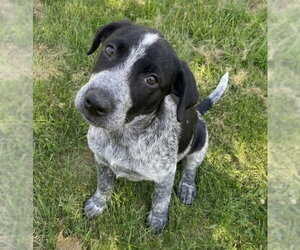 Border Collie-German Shorthaired Pointer Mix Dogs for adoption in Grovertown, IN, USA