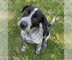Small Border Collie-German Shorthaired Pointer Mix