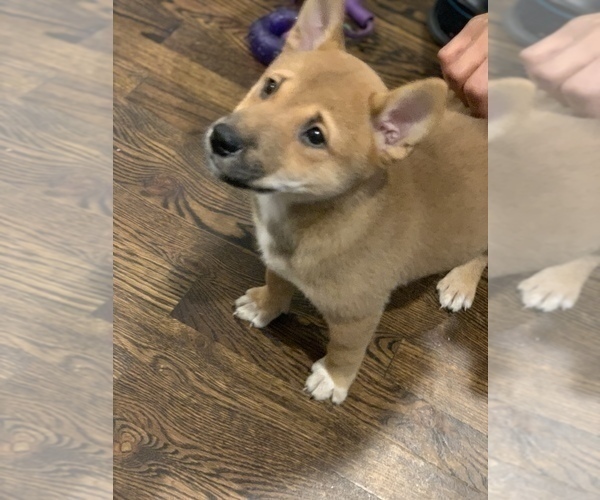 Medium Photo #4 Shiba Inu Puppy For Sale in BRONX, NY, USA