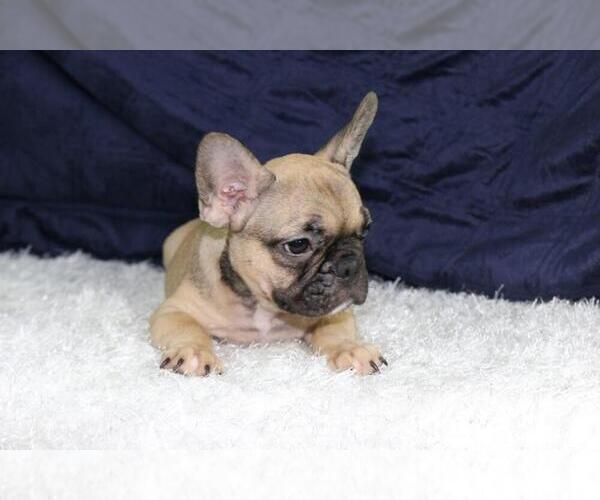 Medium Photo #2 French Bulldog Puppy For Sale in DEERFIELD BEACH, FL, USA
