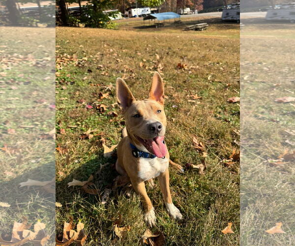 Medium Photo #2 Carolina Dog-Unknown Mix Puppy For Sale in Derwood, MD, USA