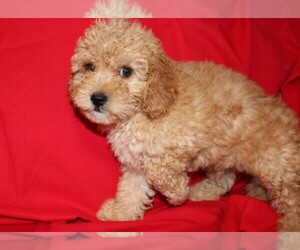 Cavapoo Puppy for sale in BLOOMINGTON, IN, USA