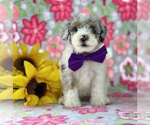 Poodle (Miniature) Puppy for sale in LANCASTER, PA, USA