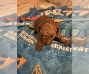 Poodle (Toy) Puppy for sale in DULUTH, GA, USA