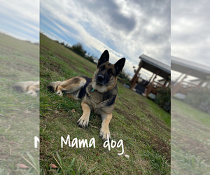 Mother of the German Shepherd Dog puppies born on 04/20/2025
