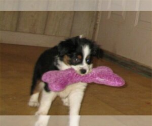 Australian Shepherd Puppy for sale in CAMPBELL, MN, USA