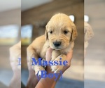 Small #3 Golden Retriever
