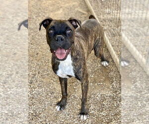 Boxer Dogs for adoption in Austin, TX, USA