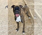 Small Boxer