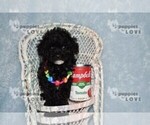 Small #9 Poodle (Toy)