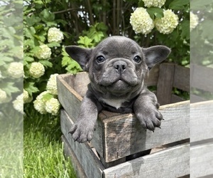French Bulldog Puppy for sale in MIDDLEBURY, IN, USA